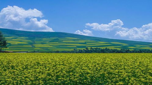 高原花卉的多样性