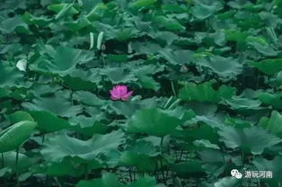 荷花何其美，江南水乡养最佳