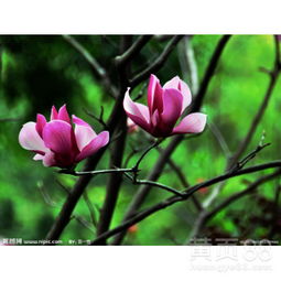 哪一种玉兰蕞值钱？