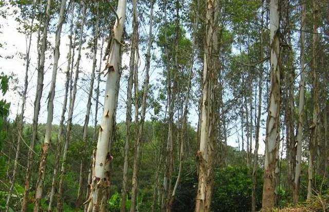 桉树的趣闻轶事