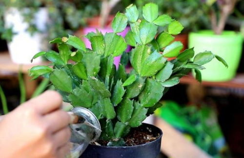 先开花后长叶子的植物，它们是如何做到的呢