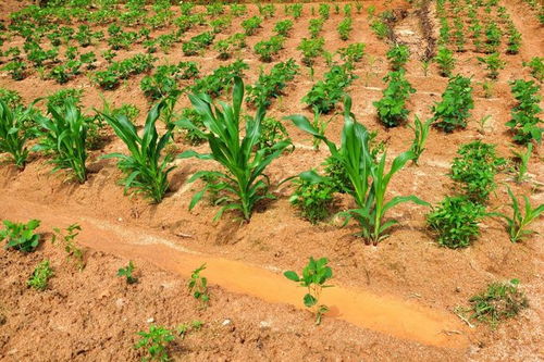 红薯专用农药的选用与误区