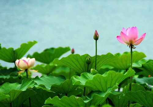 荷花为何具有如此神秘魅力，成为我国文化中的象征