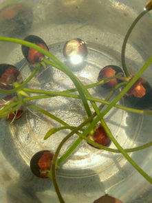 种子的觉醒：破壳而出