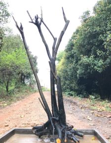 野生小叶黄杨， 价格参考