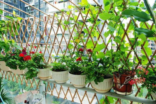 阳台小菜园：养眼又美味