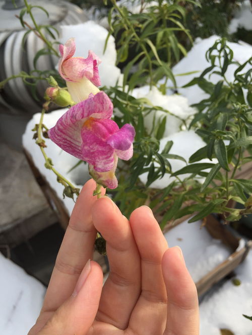 藤本月季施肥方法