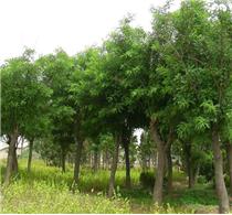 沭阳苗木基地的国槐苗木