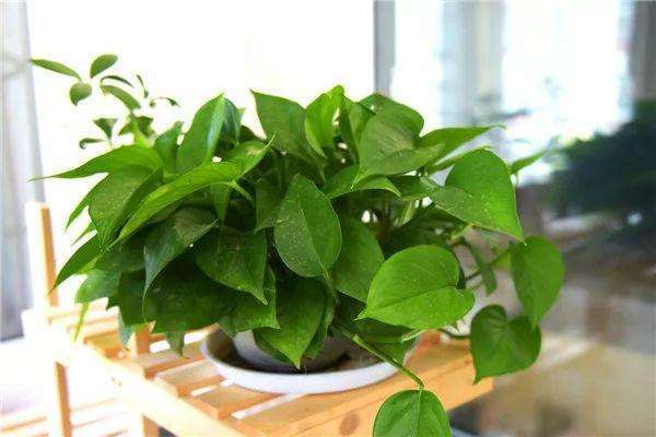 绿萝：攀爬的甲醛克星