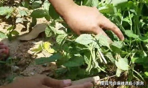 凉粉草制作凉粉的方法