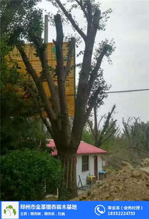 银杏， 绿色里的风景