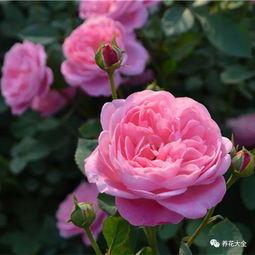 德国科德斯的20个花环月季品种，哪个蕞棒？我来告诉你！