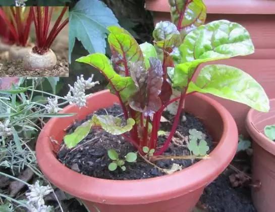 圆筒高花盆的种植技巧