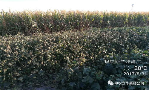 脱叶剂使用不当， 减产可大可小