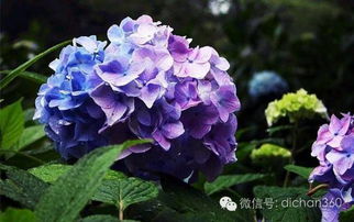 八仙花为何会突然大量落叶，是土壤、水分、光照还是病虫害导致的呢