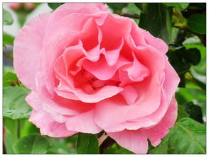 雨后初晴， 月季花的天然杀菌场