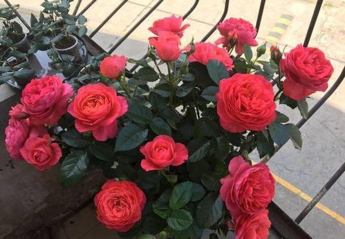 月季的生长需求