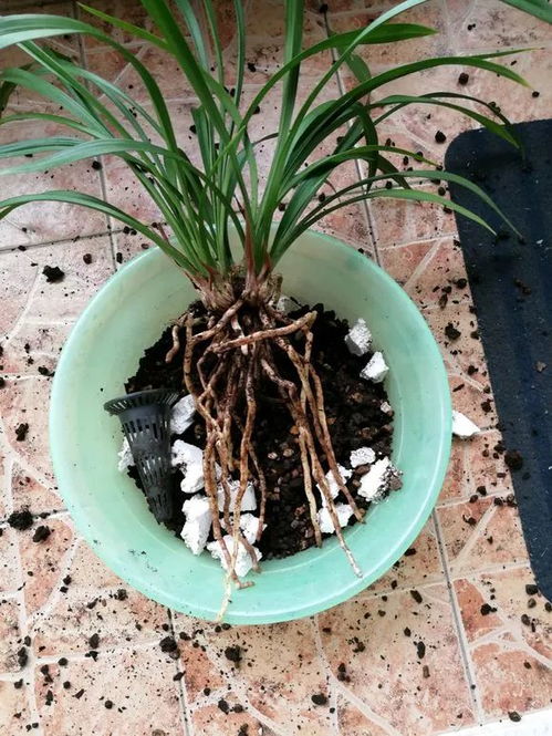 烂根的土还能继续用来种植附花盆植物吗