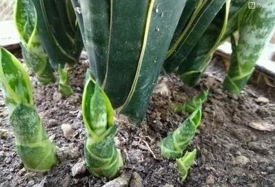 虎皮兰不冒芽，是土壤问题还是光照不足