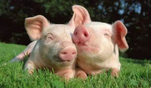 茂名化州最近生猪猪价和房价分别多少？有没有上涨？