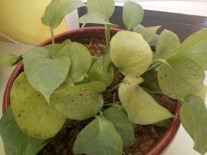 关键防治期对照表