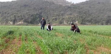 小麦田喷洒除草剂的时机