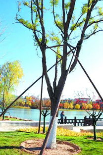 第一步：选树有讲究，容易成活是关键