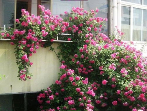 大游行：无香味的简单养护