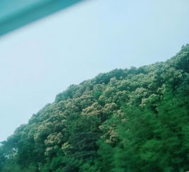 波斯菊：净化空气的小嫩手