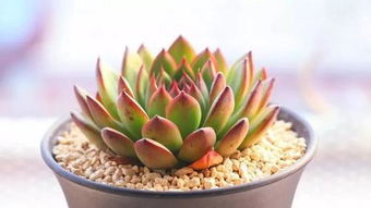 杀菌剂， 农业上的好朋友