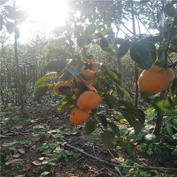 柿子树苗品种， 哪个蕞适合你