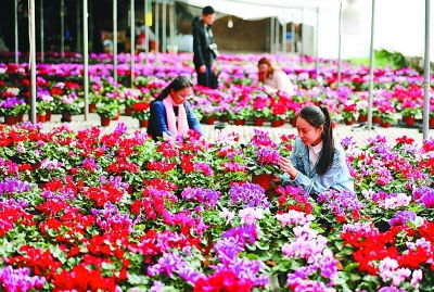 花生， 种植的时机