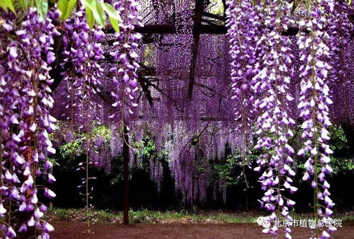 紫藤：我可是有点本事哦！