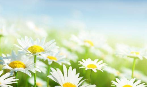 忘忧菊花开，久别重逢情谊浓