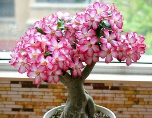 沙漠玫瑰的花苞为何变黑？揭秘生长之谜