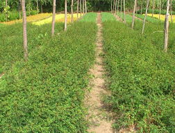 4. 辽宁省开原市靠山镇林业站苗木繁育基地