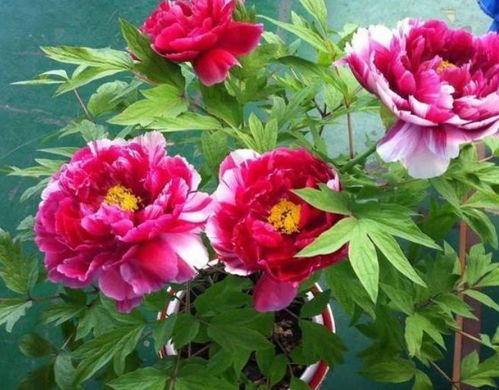 小叶牡丹的生长习性揭秘