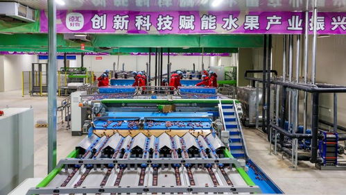 西梅种植损耗高达35%，智能分选真的能省8万年，冷链提速48小时全流程是如何实现的？