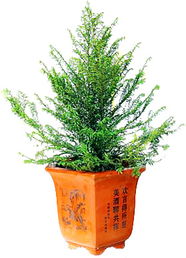红豆杉盆栽首选，盆景佳品！