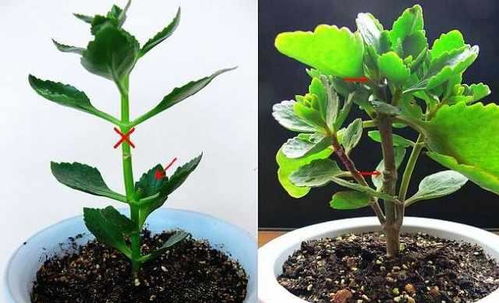 冬季养植物，肥料选对彳艮重要！