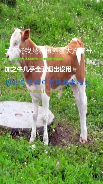 科学养牛技术：关注牛只健康