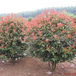 石楠变红之谜：揭秘红叶石楠的美妙转变