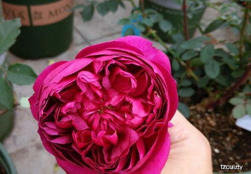 红龙月季：庭院里的耐热明星