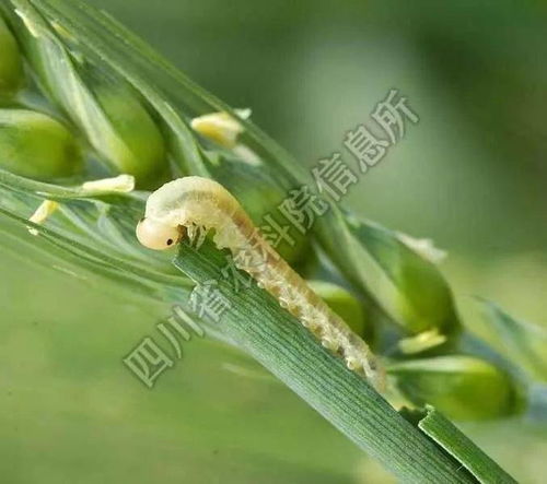 代森锰锌在小麦上使用，能防治哪些具体病害？