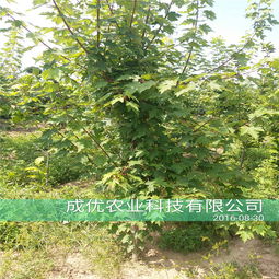 杏树种子怎么挑选？育苗方法有哪些？