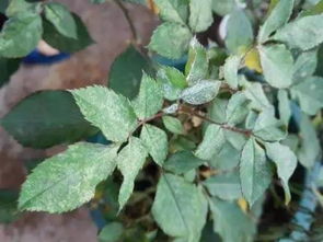 常见的病害有哪些？