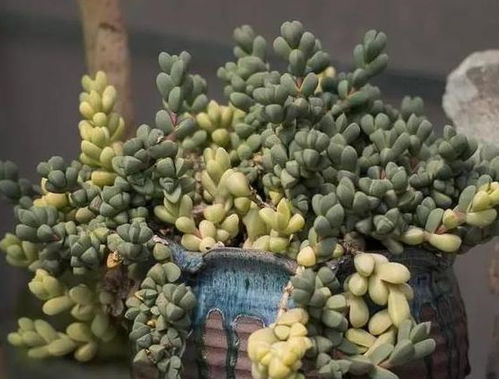 部分植物耐高温， 但需注意