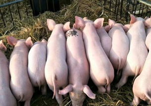 养猪时如何正确给猪接种疫苗，避免误区