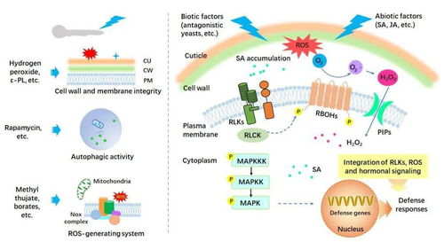 百菌清， 这个名字听起来就让人感觉有点神秘，那么它究竟有什么神奇的力量呢？