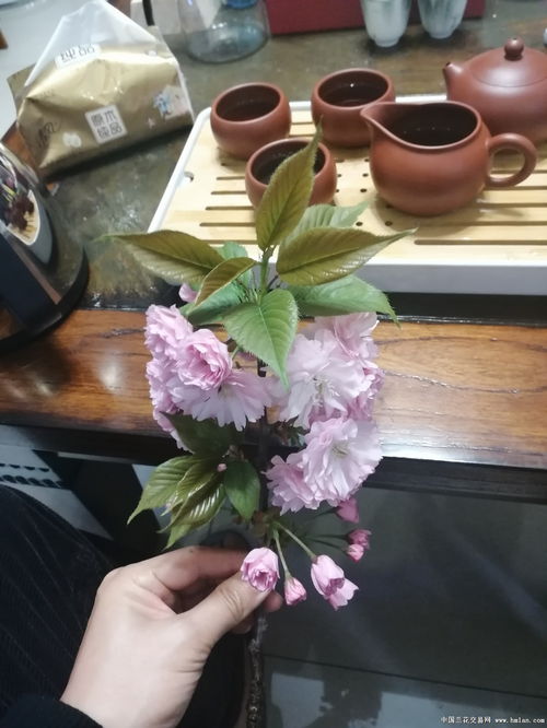 珠花绒：高端服饰与家居纺织品的宠儿